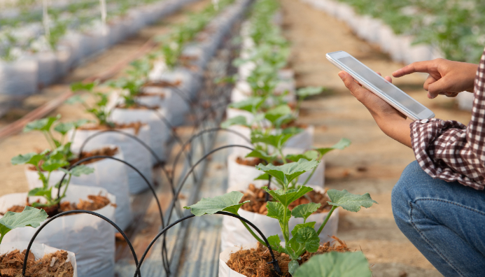Especialista En Gestión Y Cultivo En Invernaderos